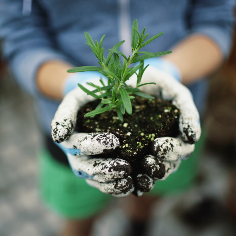 Hands Holding Plant